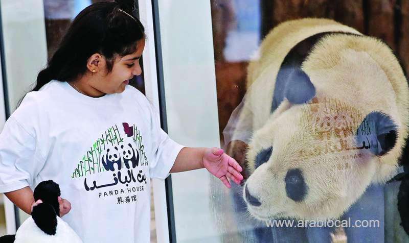 first-pandas-in-the-middle-east-arrive-in-qatar_qatar
