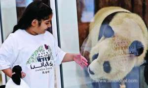 first-pandas-in-the-middle-east-arrive-in-qatarqatar