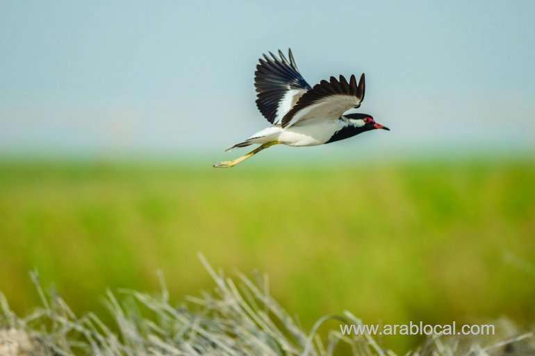 migratory-birds-spotted-in-qatar_qatar