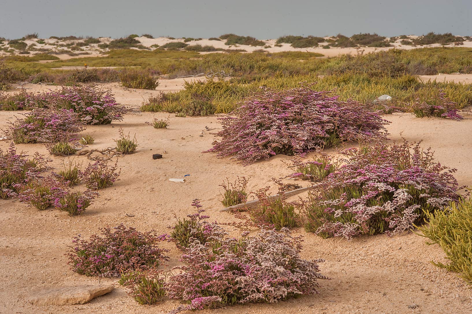 Umm Tays Beach, Qatar