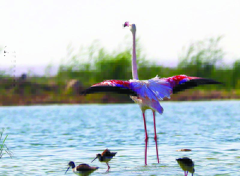 Qatar becoming a haven for migratory birds